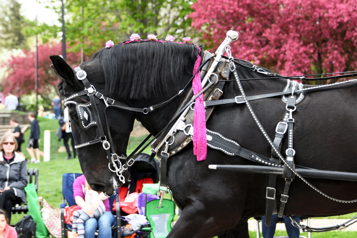 255 Beautiful horses pull some of the parade entries.JPG